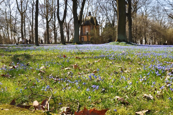 Scilla   008.jpg